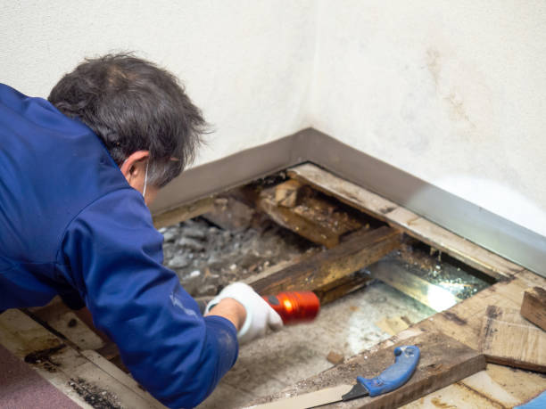 Best Mold Testing  in Bellmore, NY