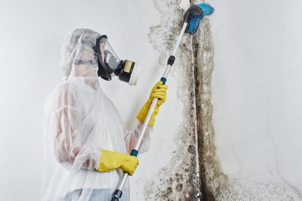 Best Local Mold Removal Service  in Bellmore, NY