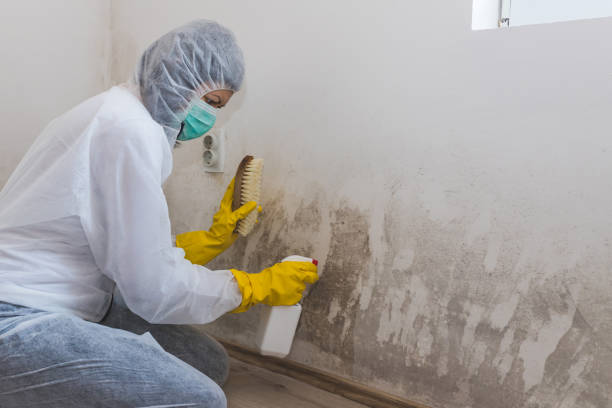 Certified Mold Removal in Bellmore, NY