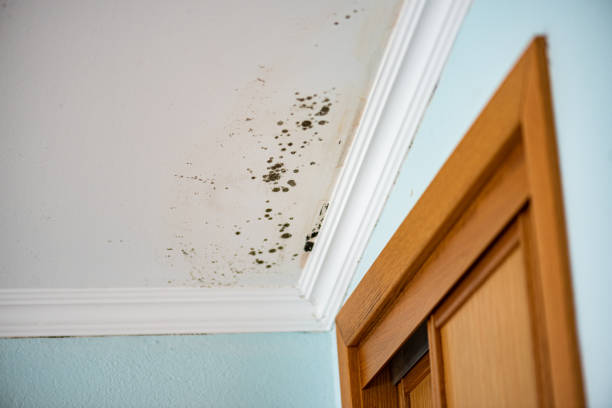 Best Mold Removal Process  in Bellmore, NY