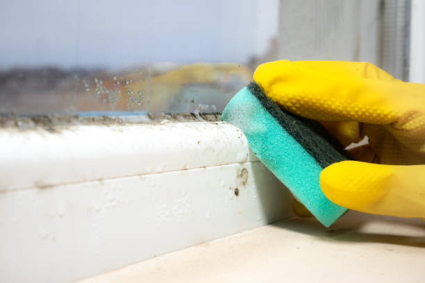 Best Office Mold Removal Services  in Bellmore, NY