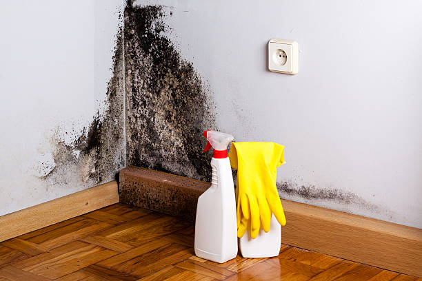 Best Certified Mold Removal  in Bellmore, NY