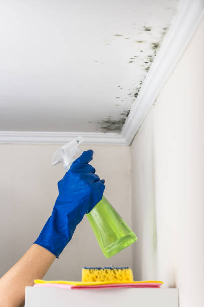Best Certified Mold Removal  in Bellmore, NY