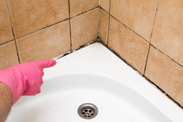 Best Crawl Space Mold Removal  in Bellmore, NY